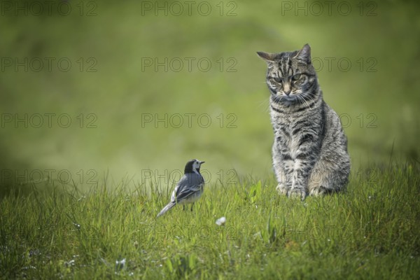 Small wagtail bird sitting in front of tabby cat in a green lawn, dangerous animal encounter or