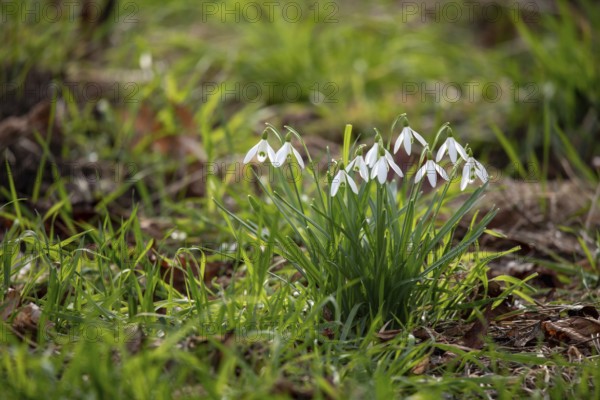 A group of snowdrops growing amidst greenery, Magdeburg, Saxony-Anhalt, Germany, Europe
