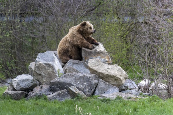 Brown bear (Ursus arctos), Poing Wildlife Park, Upper Bavaria, Bavaria, Germany, Europe