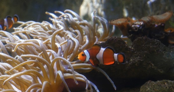 Ocellaris Clowfish (amphiprion ocellaris), standing near Anemone