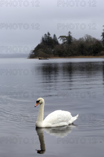 A swan swims at evening time on Lough Gill near the Wild Atlantic Way. Lough Gill, Sligo, Ireland,