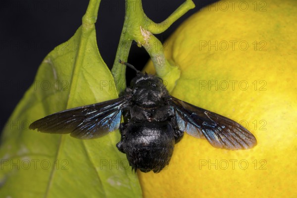 Blue carpenter bee (Xylocopa), Saranda, Albania, Europe
