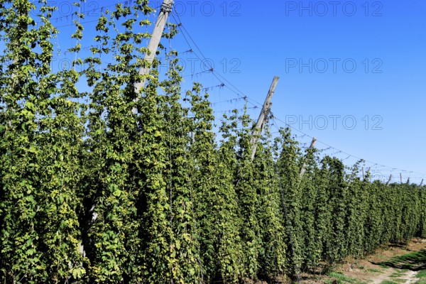 Harvest-ready hops, hop garden, hop field, hop vines, hop bines, poles, Nandlstadt, Holledau,