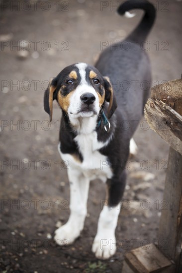 Black, yellow and white dog puppy with sad eyes in the shelter for adoption