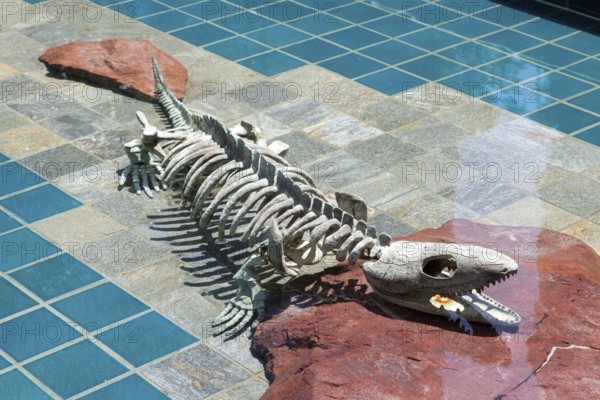 Alligator Skeleton under Water
