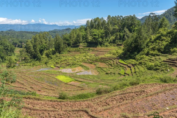 Rice terraces carved into steep mountainsides in Tana Toraja, centrally placed in the island of