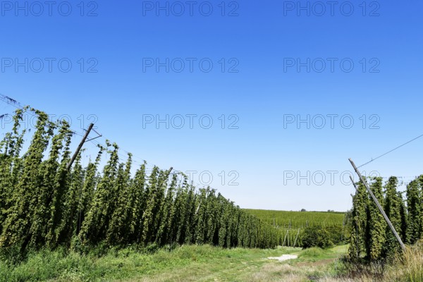 Harvested hops, hop garden, hop field, hop bines, poles, path, field, meadow, field, Elsendorf,