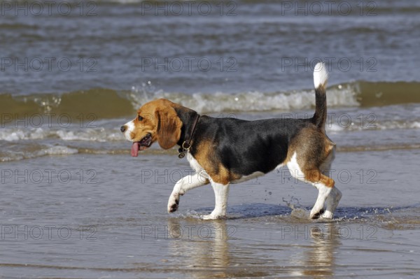 Beagle, Bitch, Young Dog