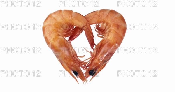 Fresh Common Prawns (palaemon) serratus Against White Background