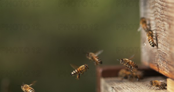 European Honey Bee (apis mellifera), Bees Going To The Hive, Insects in Flight, Return Of Boot, Bee