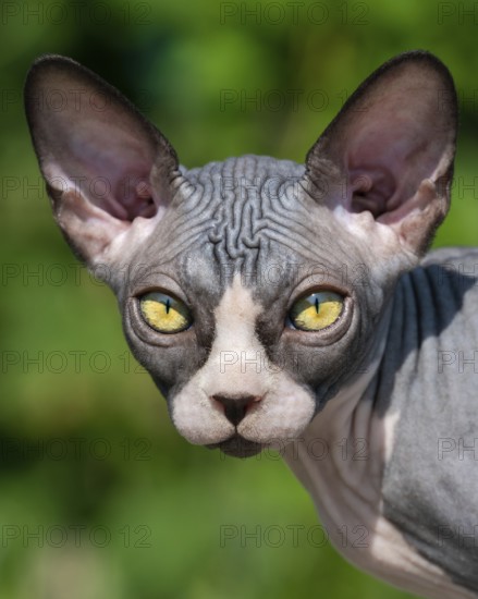 Close-up view of luxury young cat of Canadian Sphynx breed on natural blurred green background.