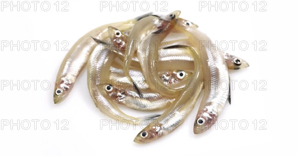 Fresh Smelts (osmerus eperlanus) against White Background
