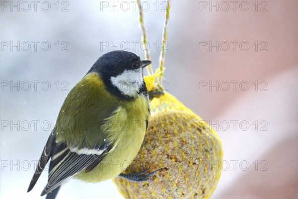 Great tit (Parus major), feeding on a fat ball, bird feeding station, Wisamr, Mecklenburg-Western