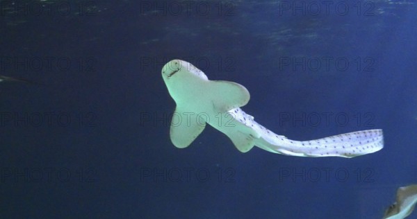 Leopard Shark (stegostoma fasciatum), Adult Swimming