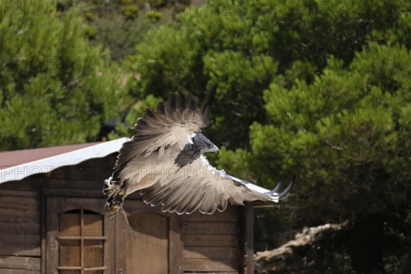 Chilean Blue Eagle at Mount Calamorro