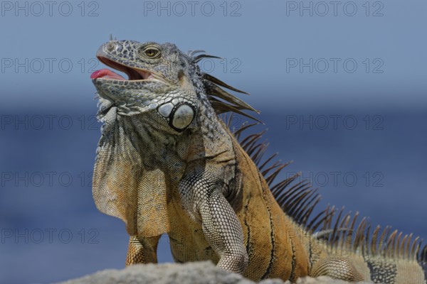 Green Iguana (Iguana iguana) Corozal district, Belize, Central America