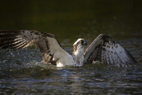 Western osprey (Pandion haliaetus) fishing, Finland, Europe