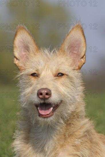Podengo Portugues, portrait, head shot