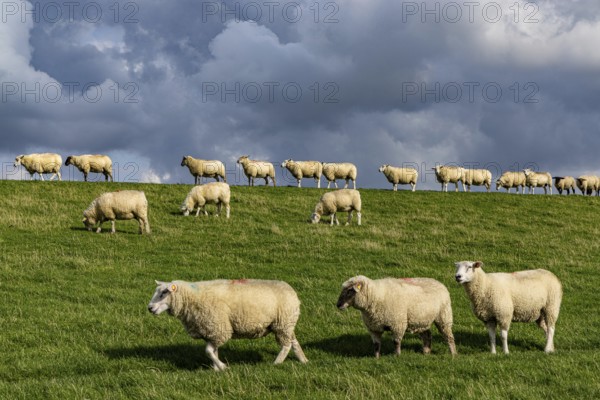 Sheep on the dyke in front of clouds, Nordstrand, Nordfriesland, Schleswig-Holstein, Germany,