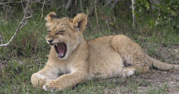African Lion (panthera leo), cub Yawning, Masai Mara Park in Kenya