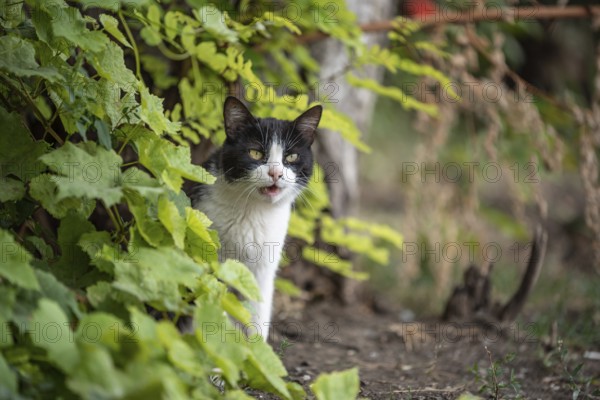 Angry black and white cat in the green bushes