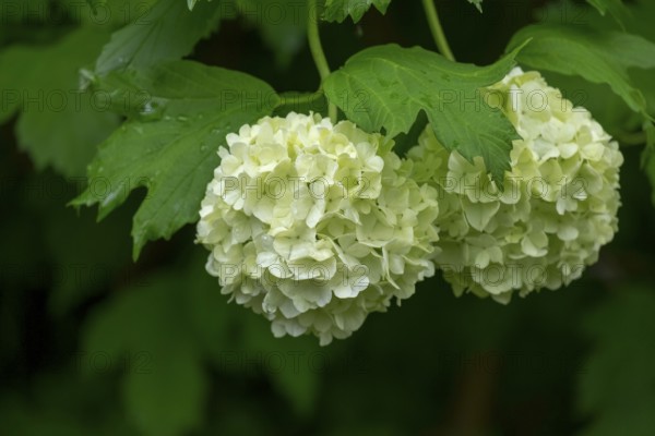 Common guelder rose (Viburnum opulus), Roseum variety