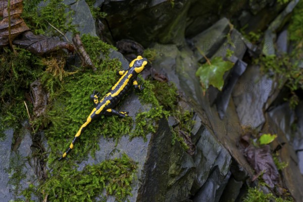 Fire salamander (Salamandra salamandra), Hesse, Germany, Europe