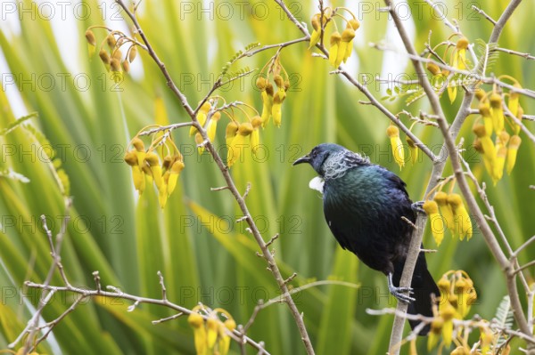 A Tui bird (Prosthemadera novaeseelandiae) feeding on Kowhai nectar in Taupo, New Zealand, Oceania