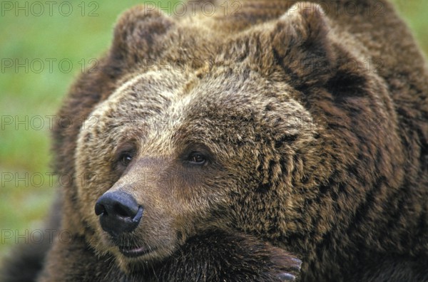 Brown Bear (ursus arctos), Portrait of Adult, Funny Face