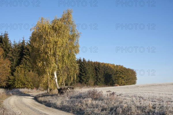Autumnal