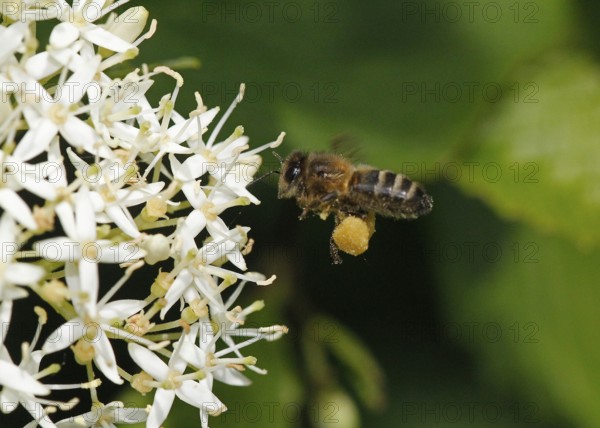 Honey Bee (apis mellifera), Adult in Flight, Flying to Flower with Pollen Baskets, Normandy