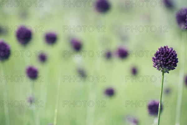Round-headed Leek (Allium sphaerocephalon), Bulgaria, Europe