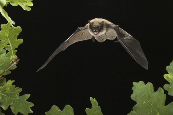 Whiskered bat (Myotis mystacinus), free to roost, Germany, Europe