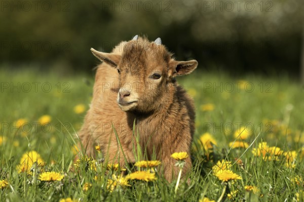 GOAT OR pygmy goat (capra hircus), 3 MONTH OLD BABY WITH FLOWERS