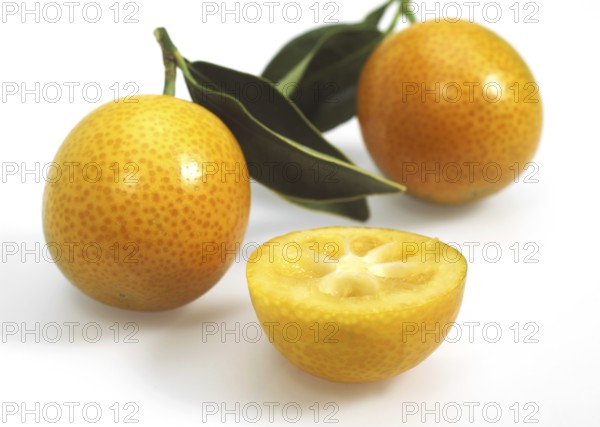 Kumquat (fortunella margarita), Fruits against White Background