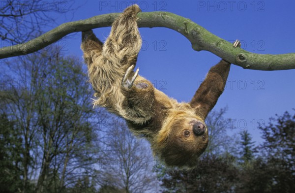 Linnaeus's two-toed sloth (choloepus didactylus), adult hanging from branch