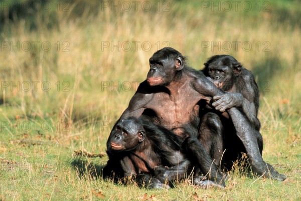 Bonobos (Pan paniscus), bonobos, family (animals) (exterior) (outdoor) (meadow) (frontal) (from the