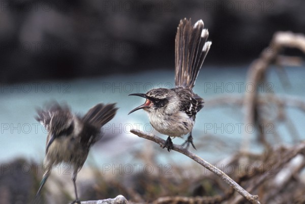 Galapagos Mockingbird (nesomimus parvulus), Adult Singing, Galapagos islands
