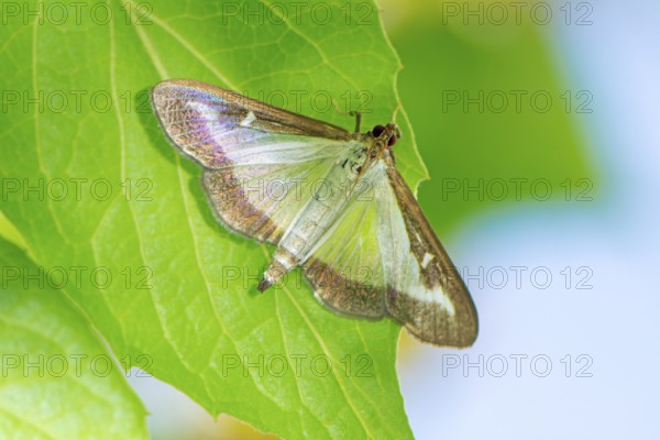 Macro of a box tree moth (Cydalima perspectalis)