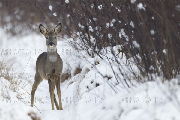 European roe deers (Capreolus capreolus) with velvet covered antler in winter on a swamp aisle