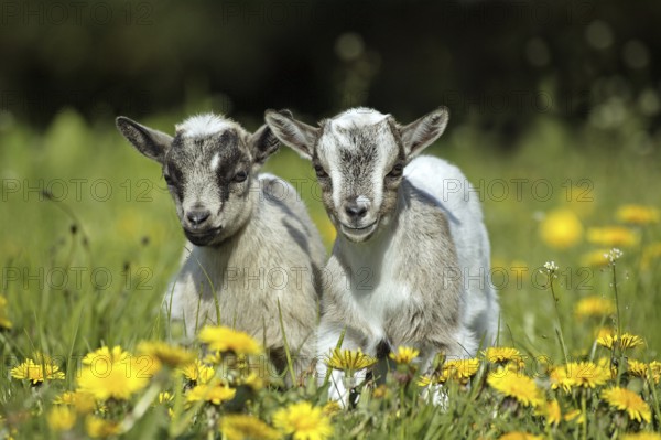 Pygmy goat (capra hircus), 3-month-old baby goat standing on dandelion