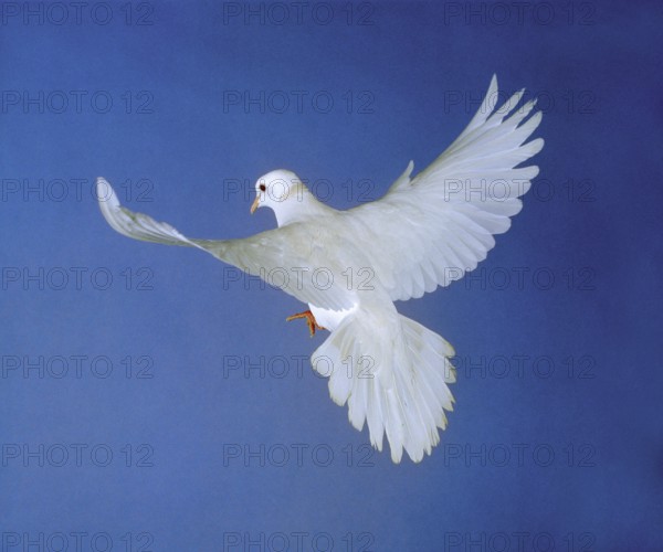 White dove, adult in flight against blue sky