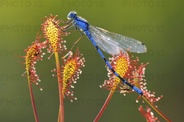 Azure damselfly (Coenagrion puella) trapped on oblong-leaved sundew (Drosera intermedia) Lower