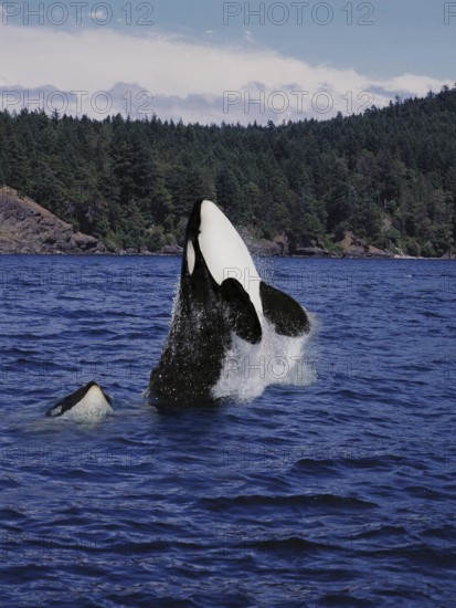 Killer Whale (orcinus orca), Mother and Calf Leaping, Canada, North America