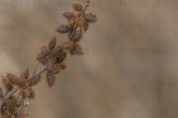 Closeup of a stem of cockleburs with a blurred background, South Korea, South Korea, Asia