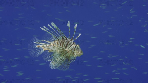 Common Lionfish or Red Lionfish (Pterois volitans) swims in blue deep water and hunting on