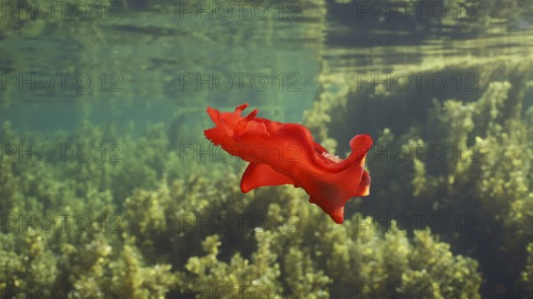 Bright red sea slug dancing swims over thickets Seaweed Brown Sargassum. Spanish Dancer