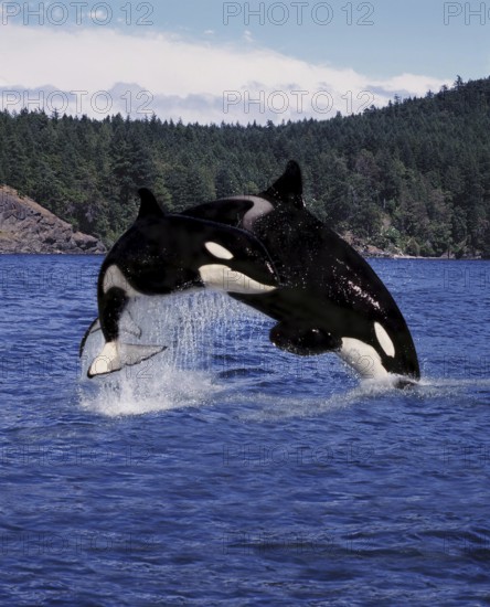 Killer Whale (orcinus orca), Mother and Calf Leaping, Canada, North America