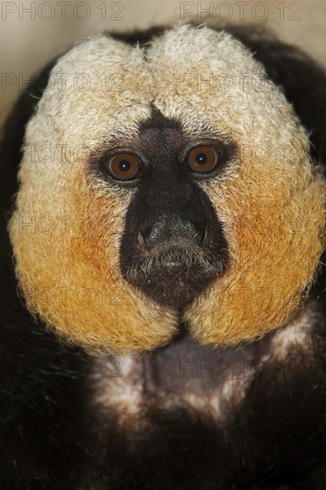 HEAD CLOSE-UP OF WHITE HEADED MALE SAKI (pithecia pithecia)