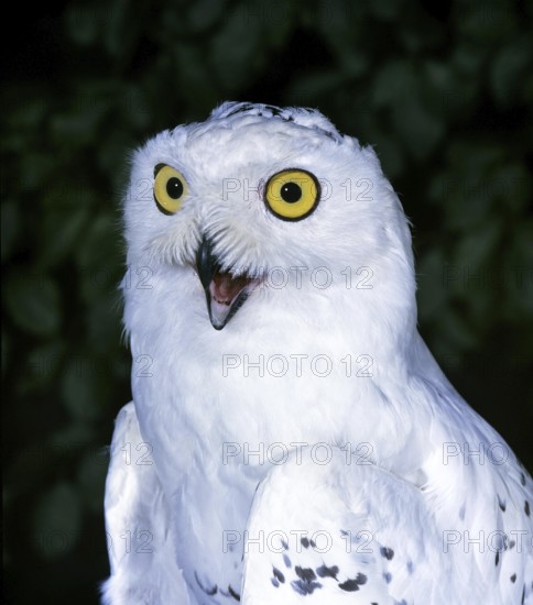 Snowy Owl (nyctea scandiaca), Adult calling